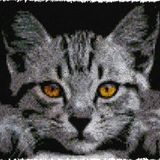 Cat R-116